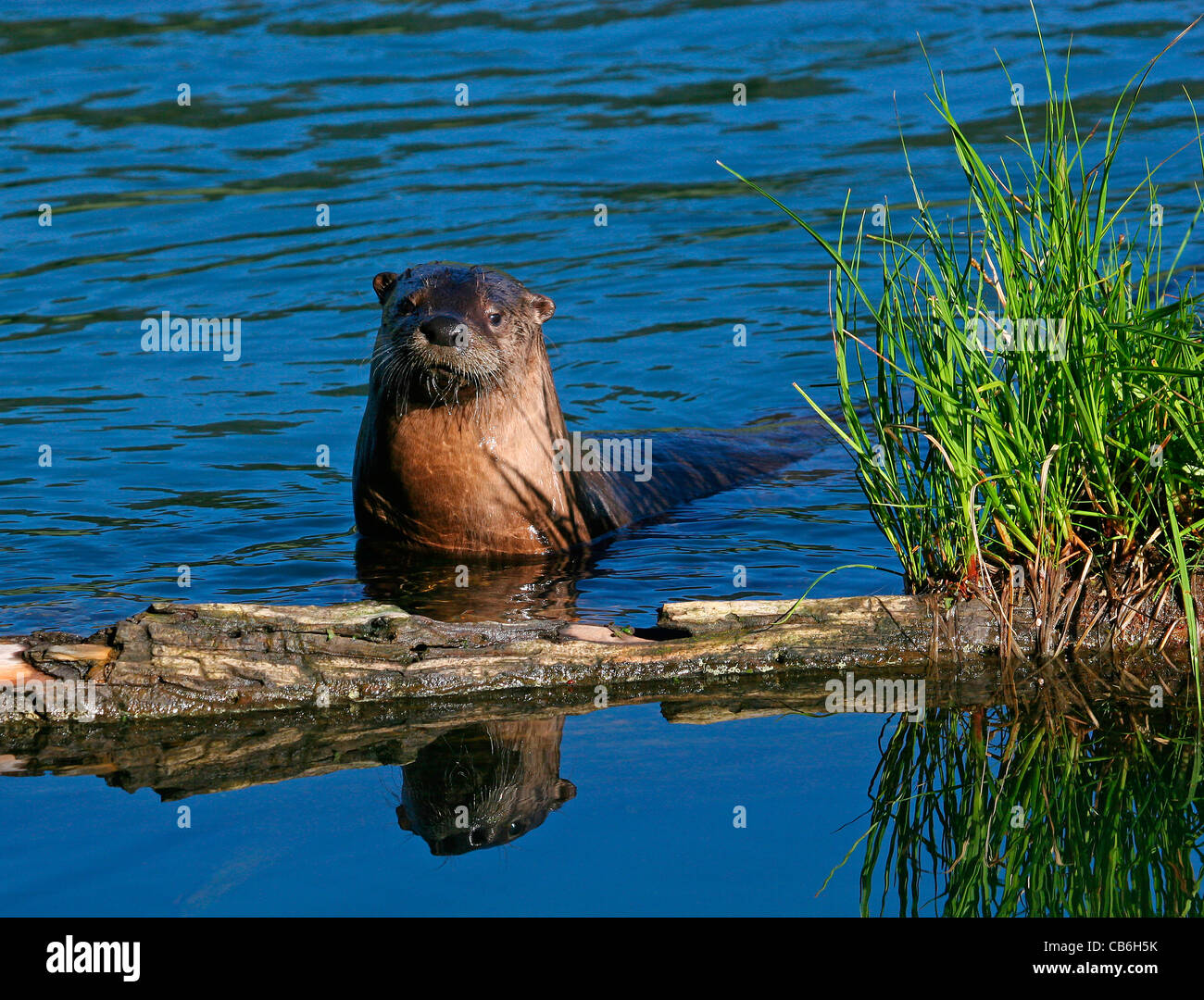 La loutre Lutra canadensis Banque D'Images