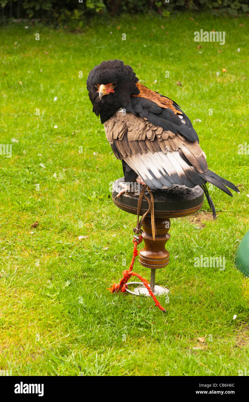 Un aigle Bateleur (Terathopius ecaudatus ) en captivité au Royaume-Uni Banque D'Images