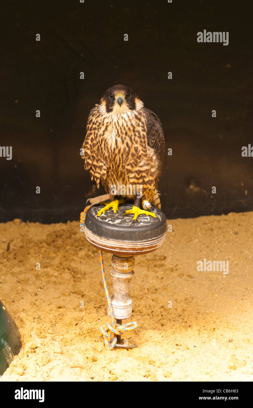 Un Faucon pèlerin ( Falco peregrinus ) en captivité au Royaume-Uni Banque D'Images