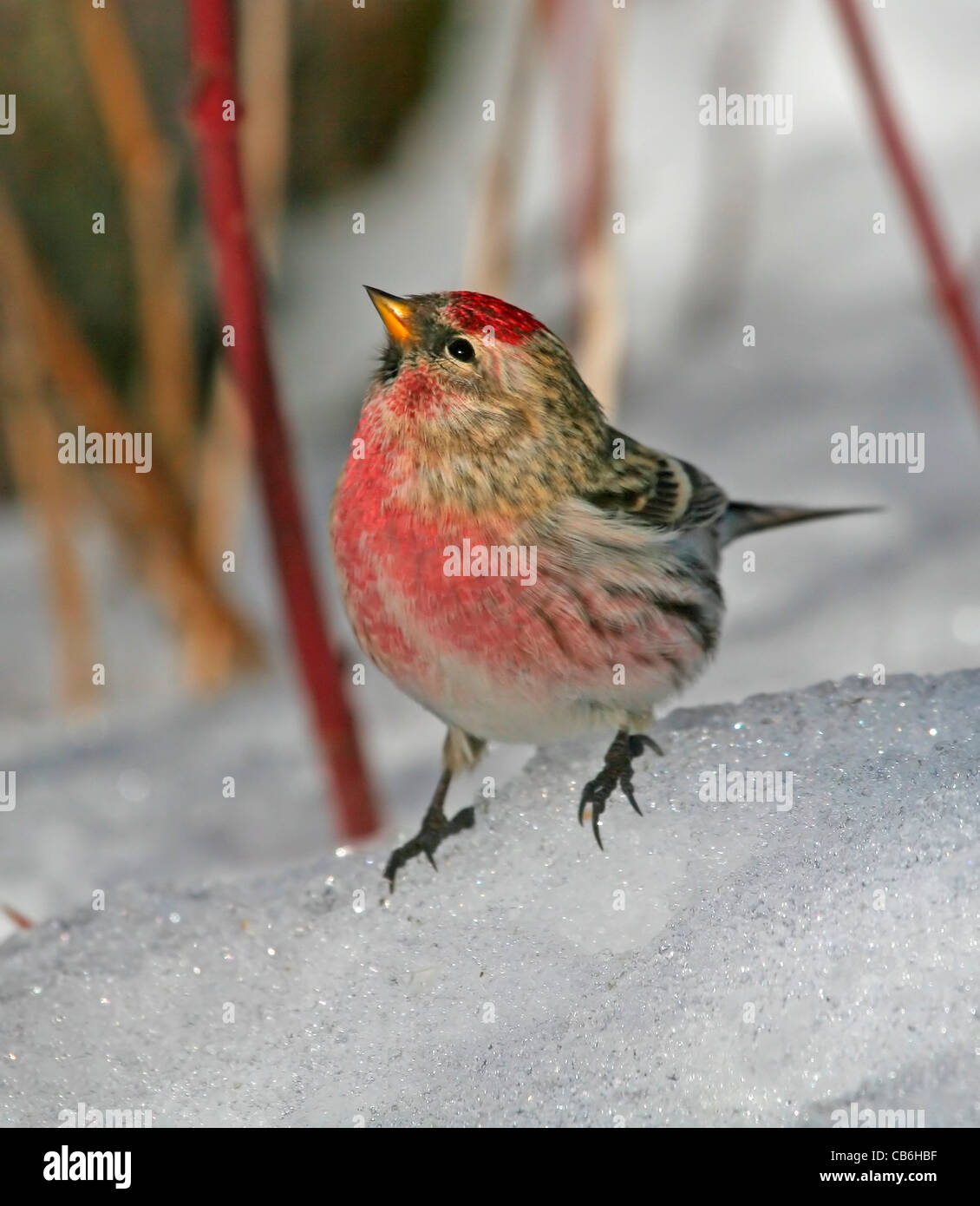 Sizerin flammé sur la neige Banque D'Images