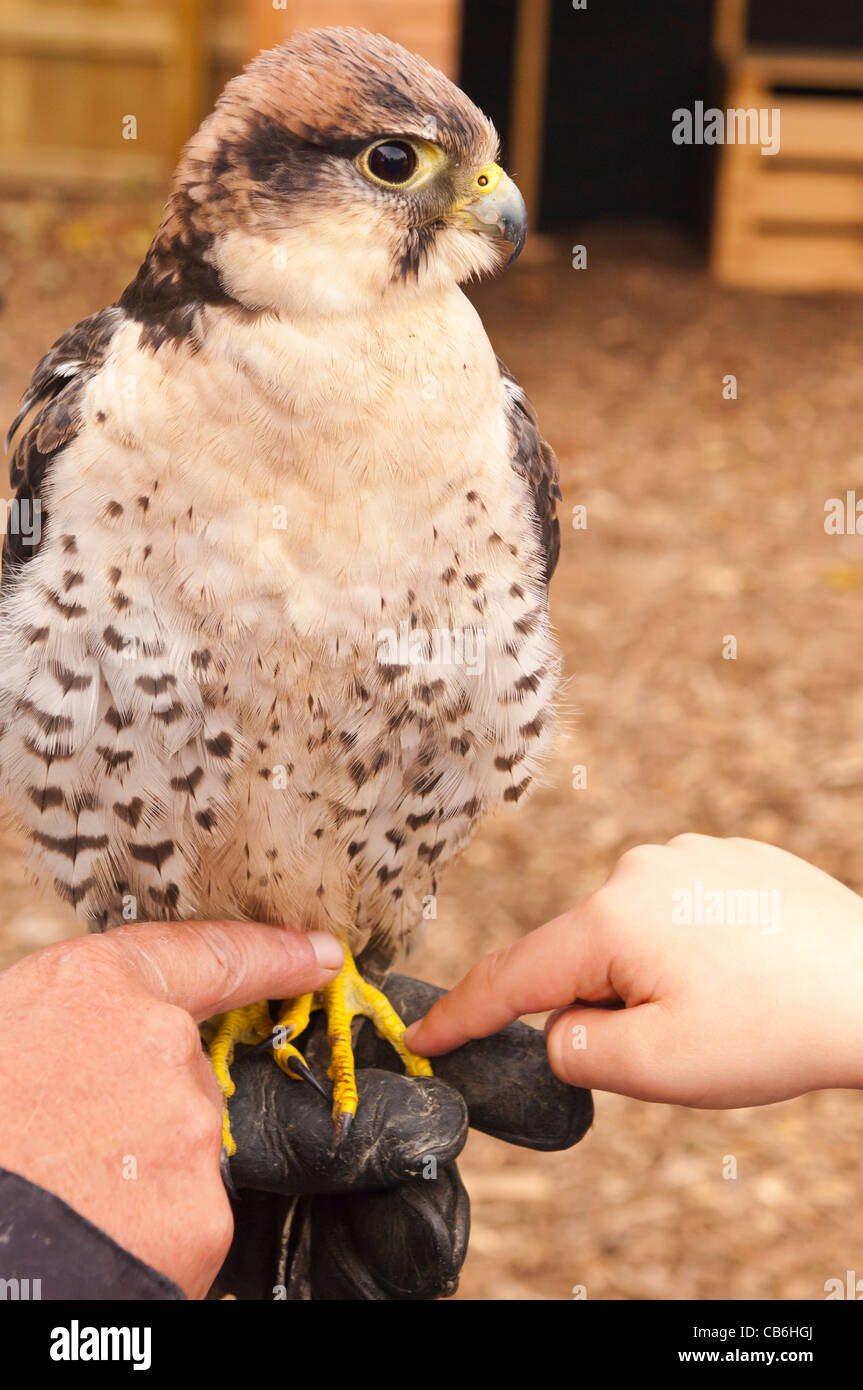 Un jeune Faucon Lanier en captivité ( Falco biarmicus ) oiseau de proie au Royaume-Uni Banque D'Images