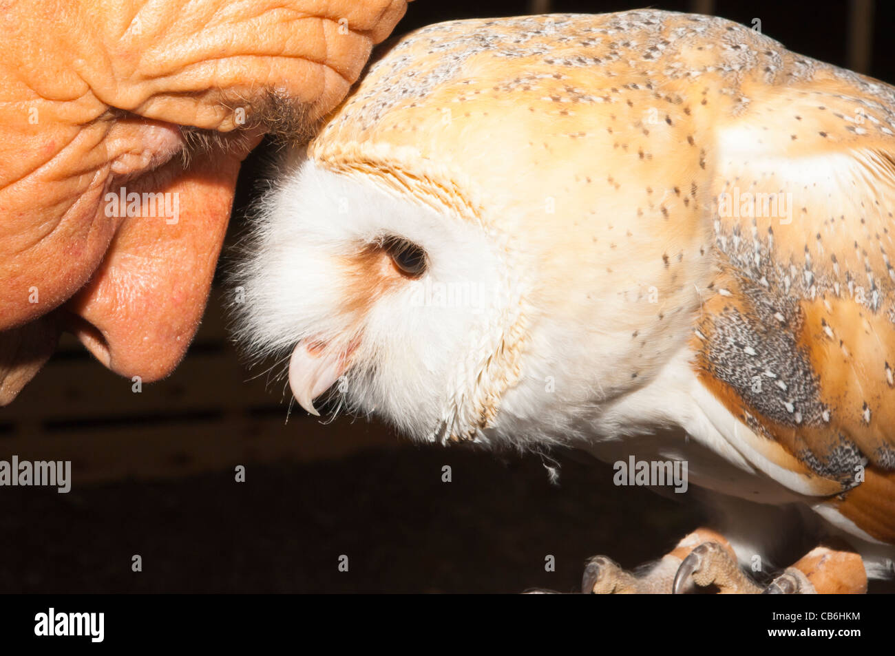 Une captive d'Effraie des clochers (Tyto alba) en regard de son propriétaire au Royaume-Uni Banque D'Images