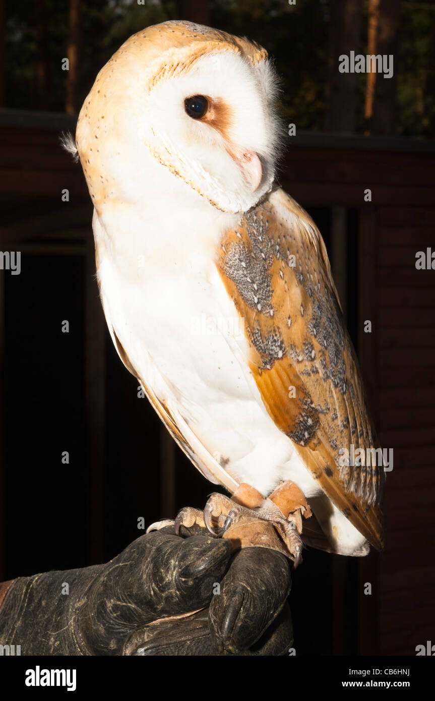 Une captive d'Effraie des clochers (Tyto alba) au Royaume-Uni Banque D'Images