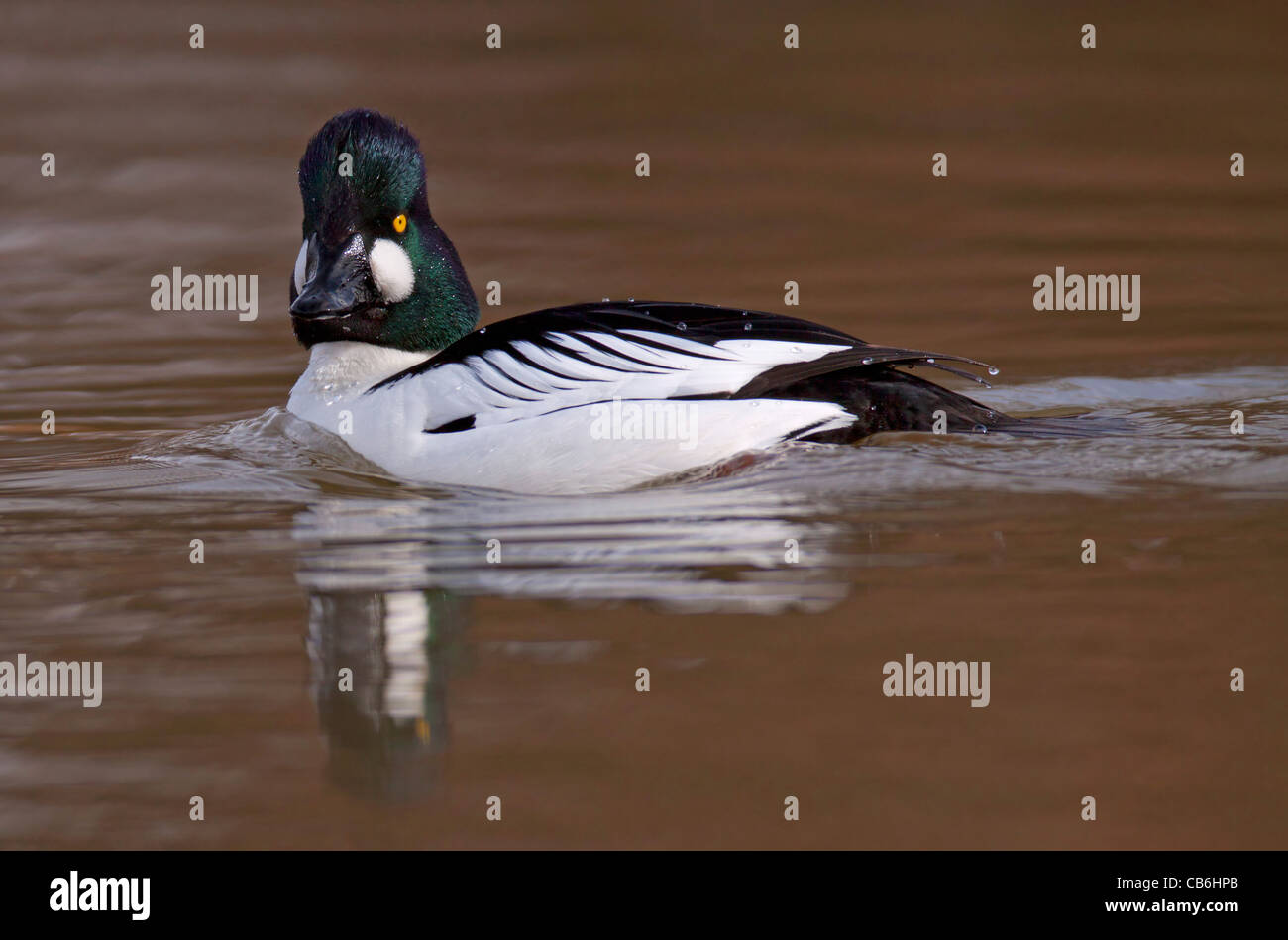 Le garrot, Alberta, Canada Banque D'Images