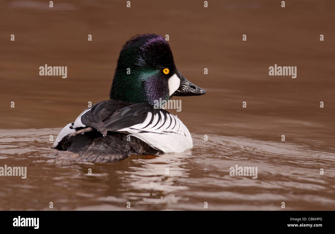 Le garrot, Alberta, Canada Banque D'Images