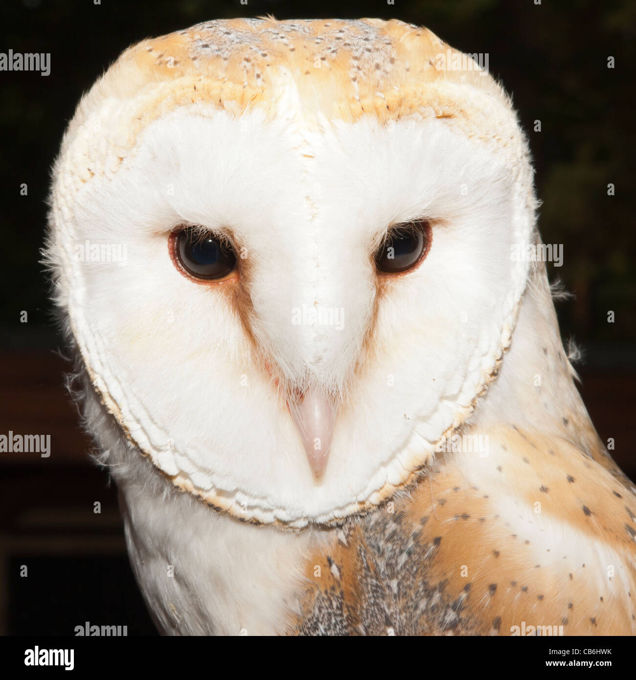 Une captive d'Effraie des clochers (Tyto alba) au Royaume-Uni Banque D'Images
