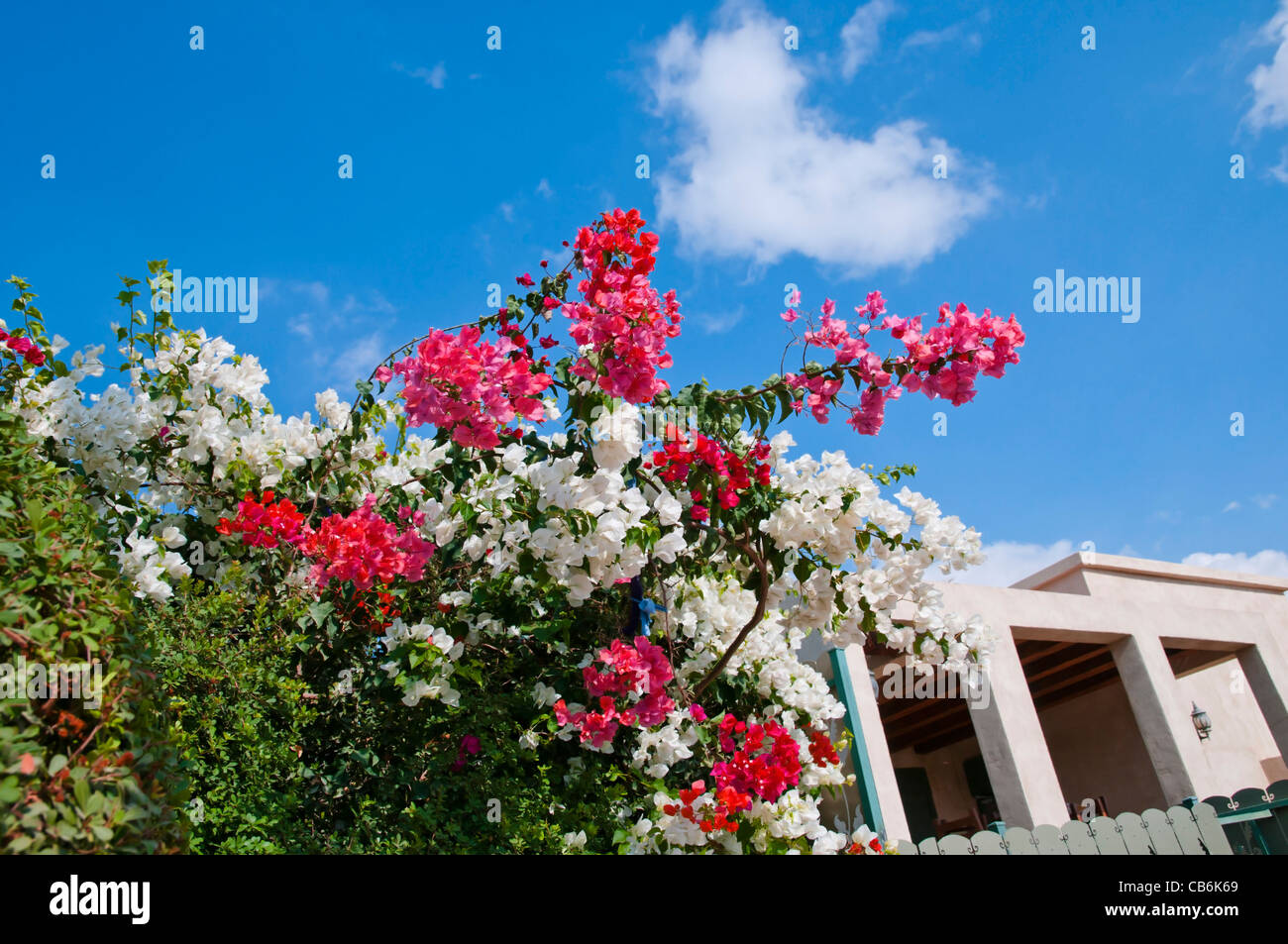 Fleurs blanches et rouges en vertu de l'arrière-cour clôture, Arad, Israël, Asie, Moyen Orient Banque D'Images