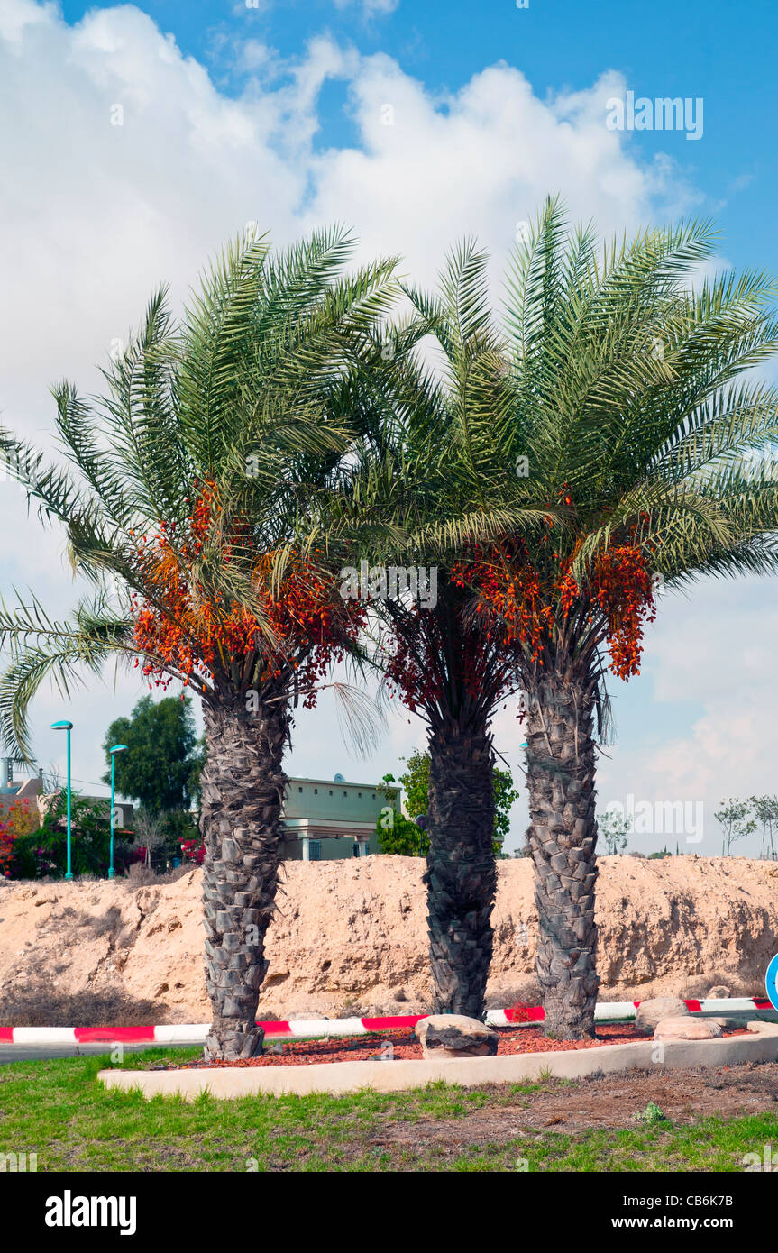Trois palmiers au milieu de rue, Arad, Israël, Asie, Moyen Orient Banque D'Images