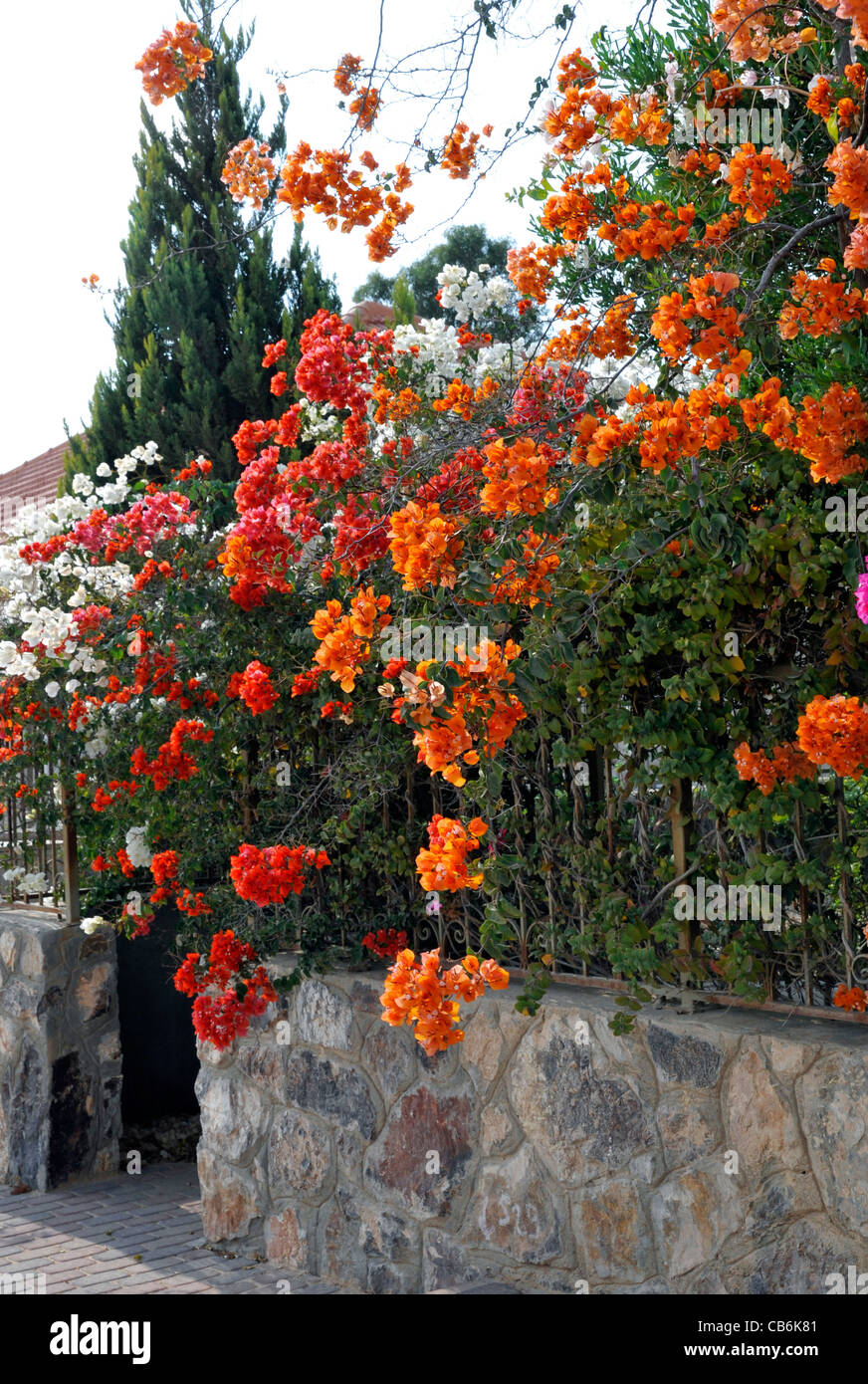 Des fleurs orange en vertu de l'arrière-cour en pierre barrière, Arad, Israël, Asie, Moyen Orient Banque D'Images