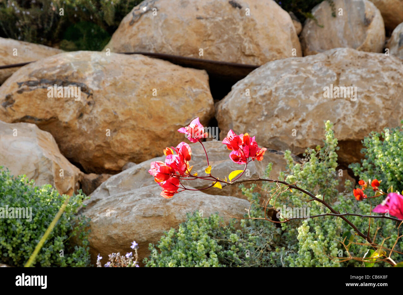 Croquis naturelles de fleurs sauvages et de pierres jaunes , Israël, Asie, Moyen Orient Banque D'Images