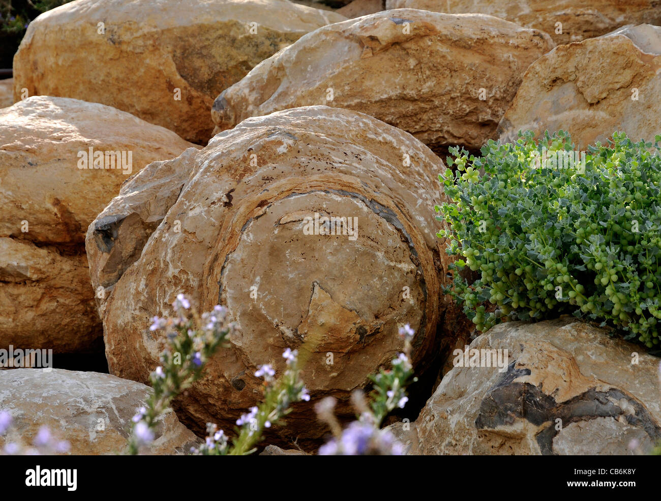 Croquis naturel de pierre et de fleurs sauvages, Arad, Israël, Asie, Moyen Orient Banque D'Images