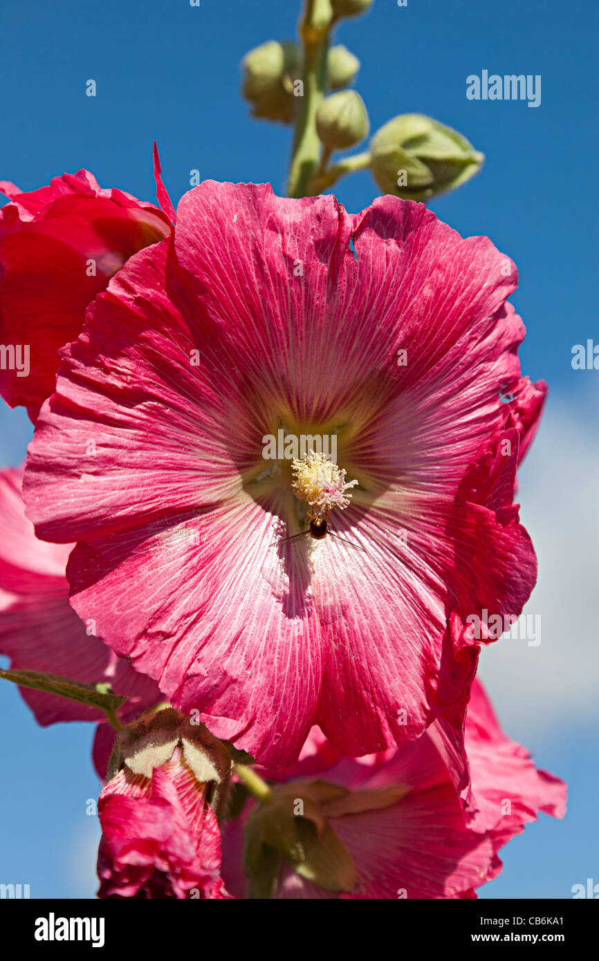 Fleur rose trémière Alcea rosea Banque D'Images