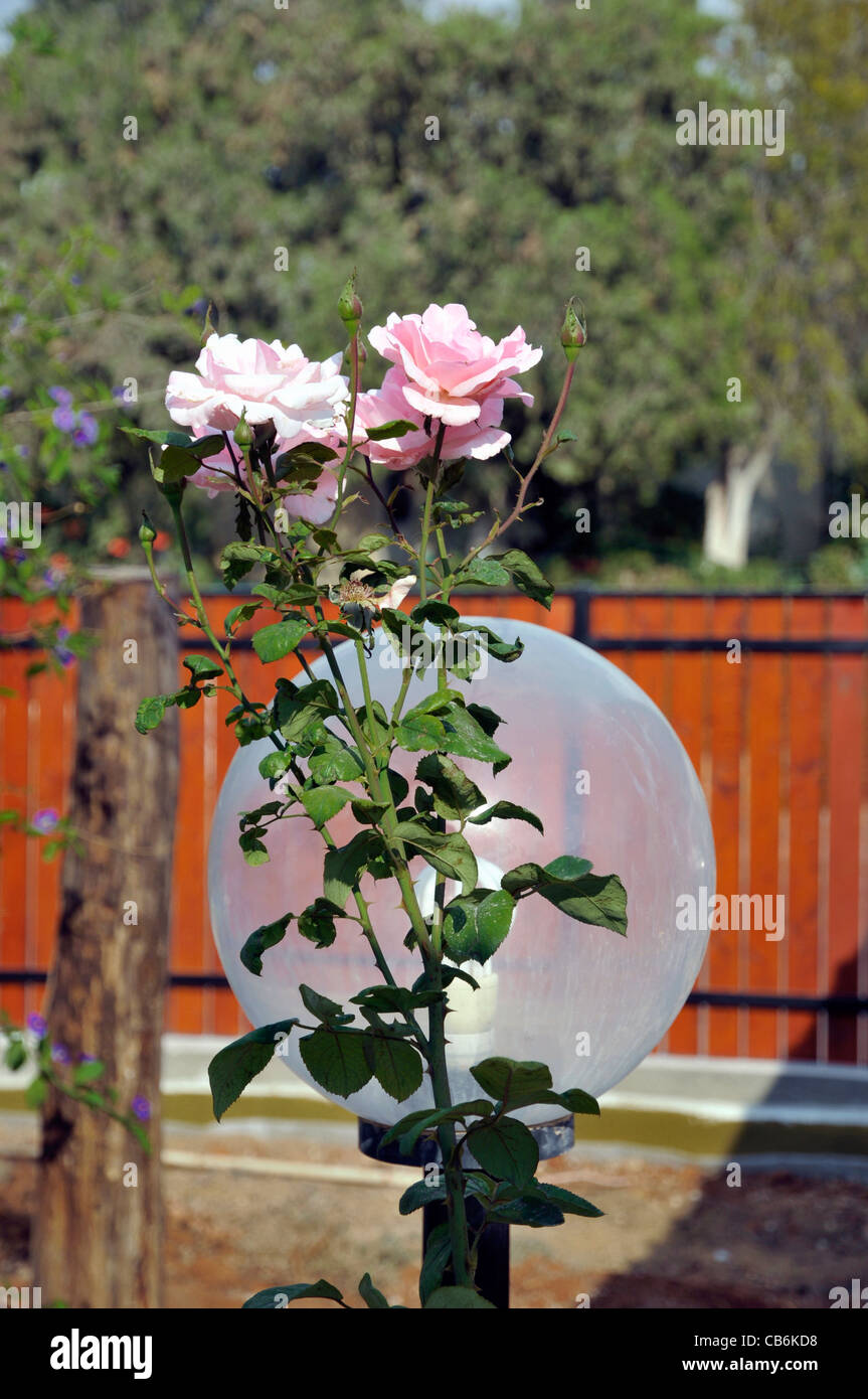 Fleur et lampe en arrière-cour, Arad, Israël, Asie, Moyen Orient Banque D'Images