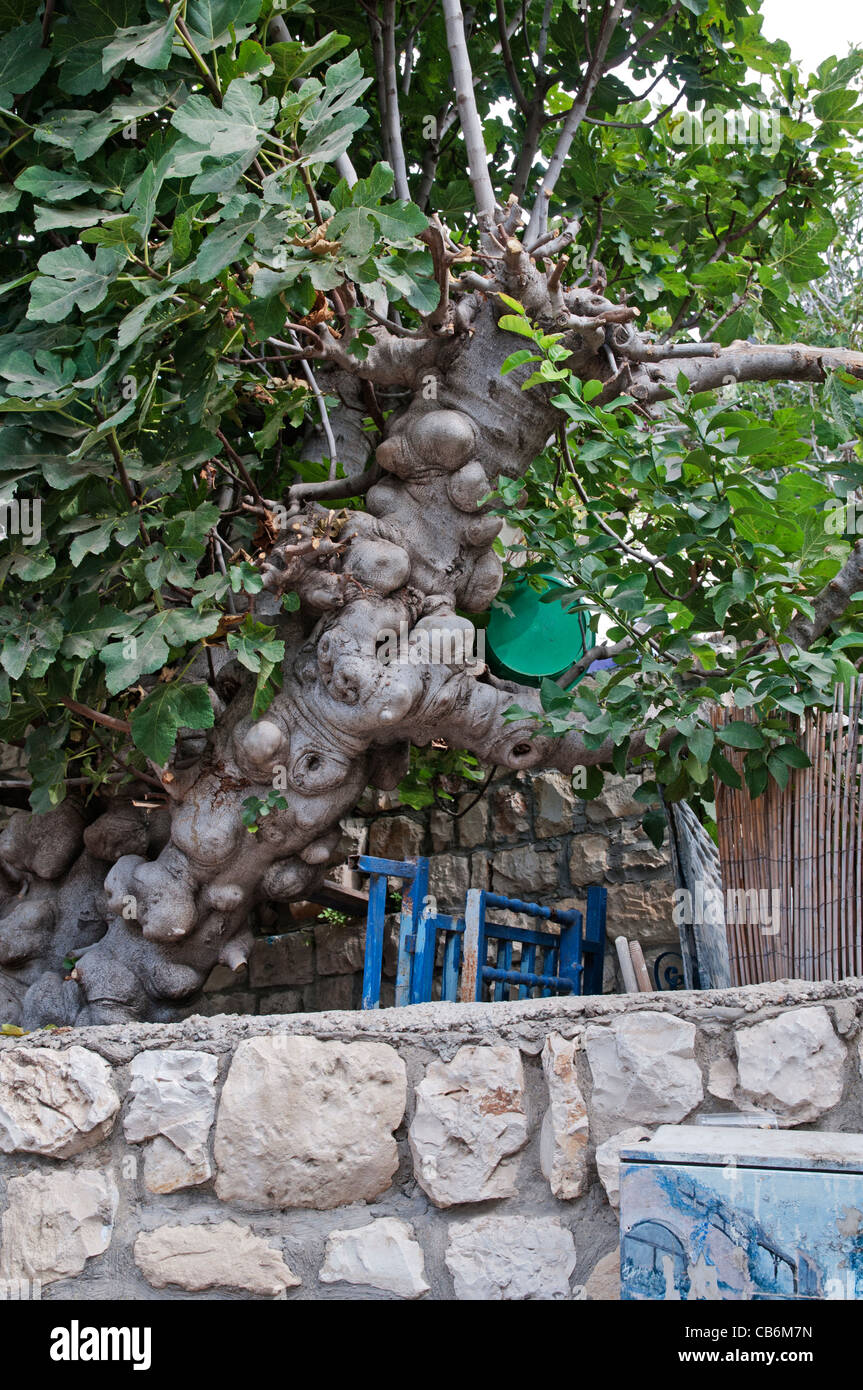 Arbre exotique, la vieille ville de Safed Tzfat, Israël, Asie, Moyen Orient Banque D'Images