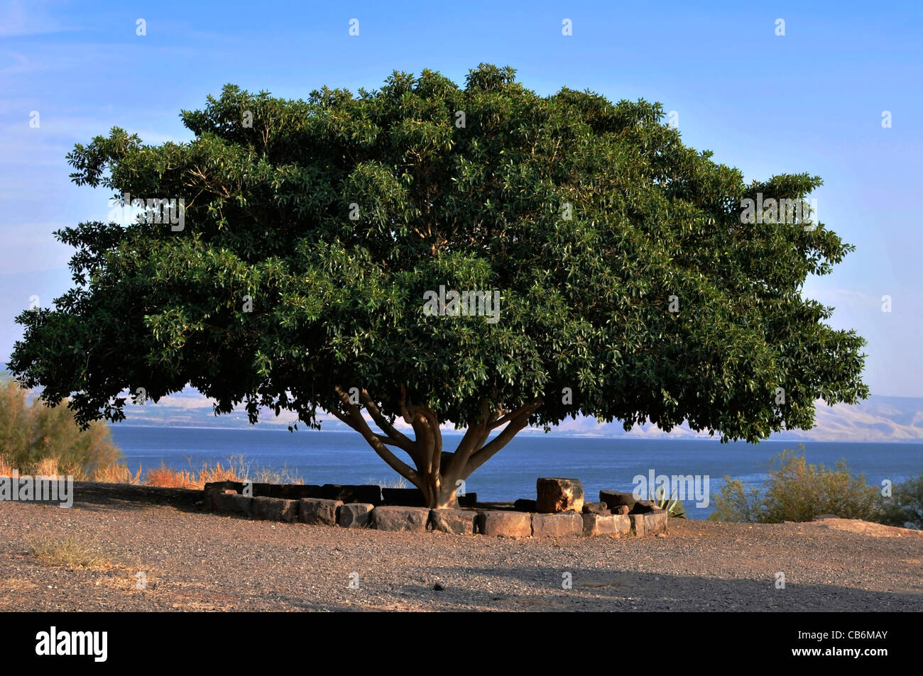 Ancien grand arbre avec fond Mer de Galilée, Capharnaüm, Israël, Asie, Moyen Orient Banque D'Images