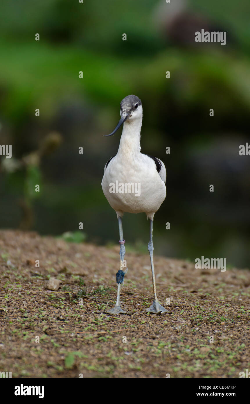 Pas tous les Avocettes sont timides de l'appareil photo Banque D'Images