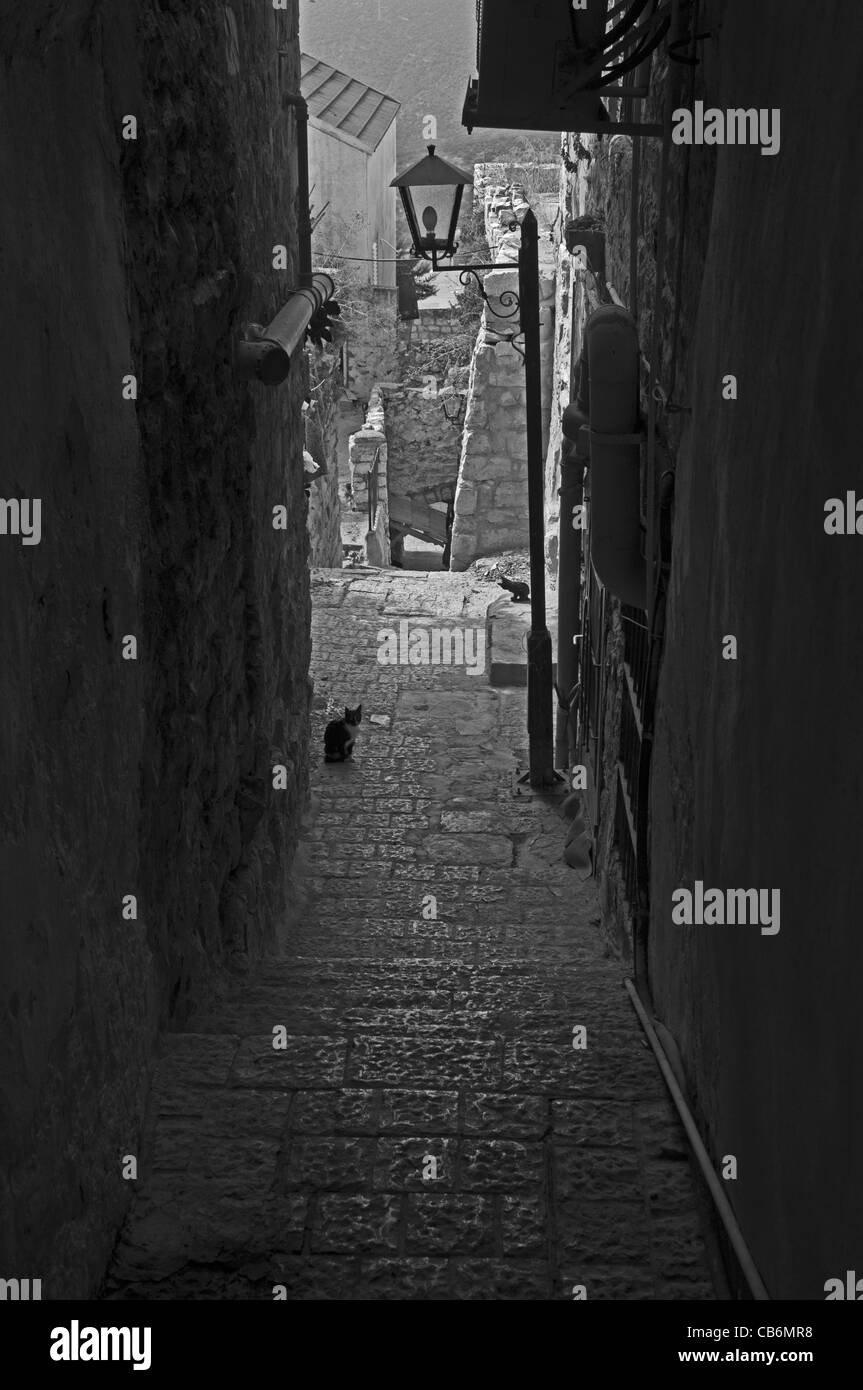 Chat assis sur la vieille rue étroite, Safed, Israël, TzfatGalilee,Asie, Moyen-Orient Banque D'Images
