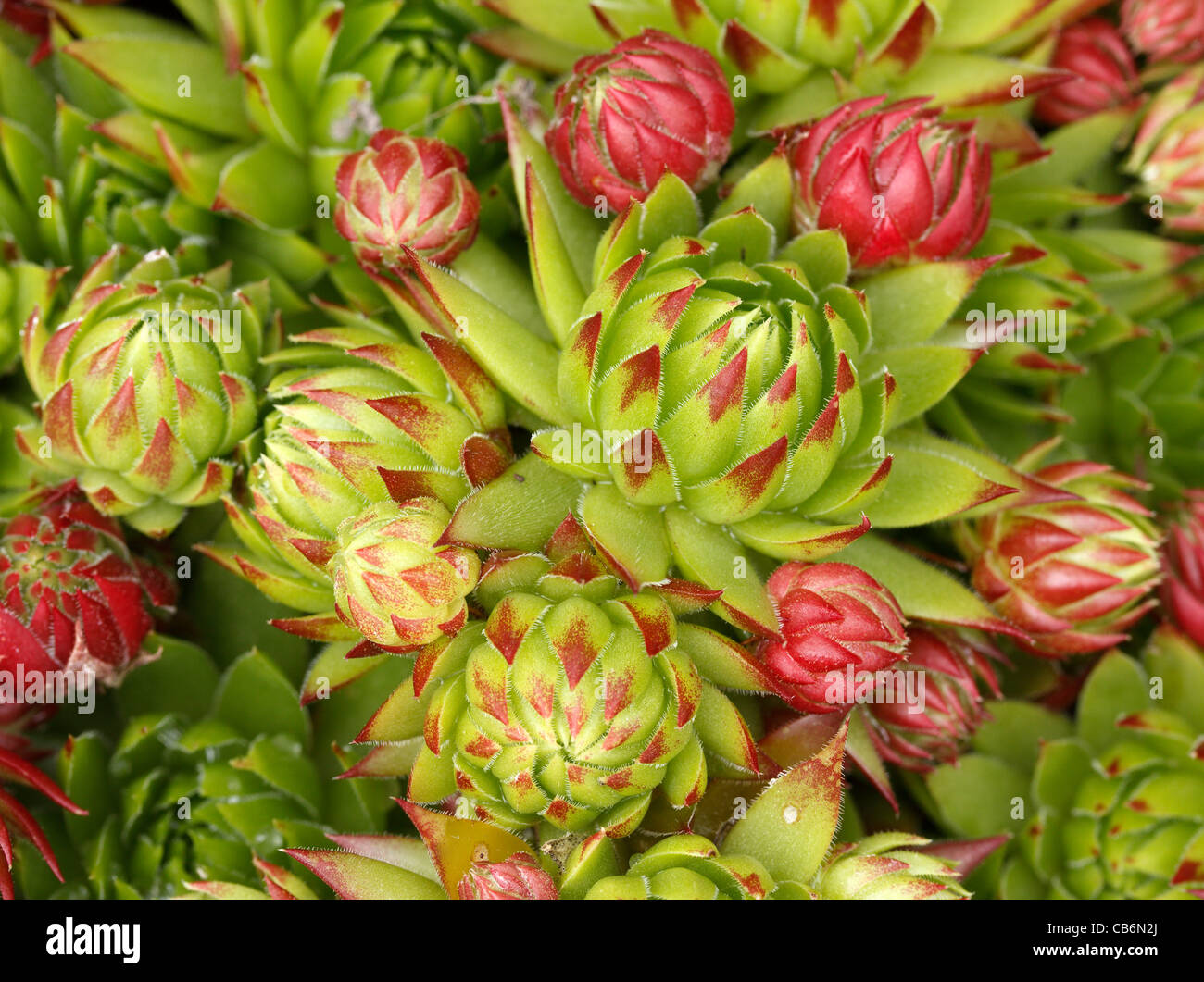 Vert et Rouge Houseleek Sempervivum plante succulente rosaces - libre Banque D'Images