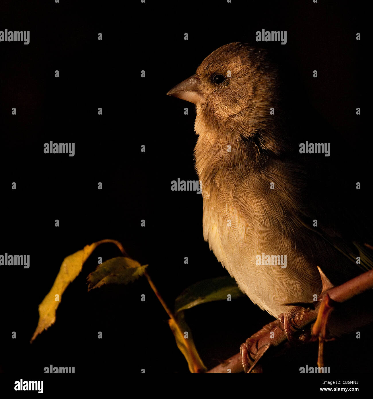 Finch vert - Carduelis chloris Banque D'Images