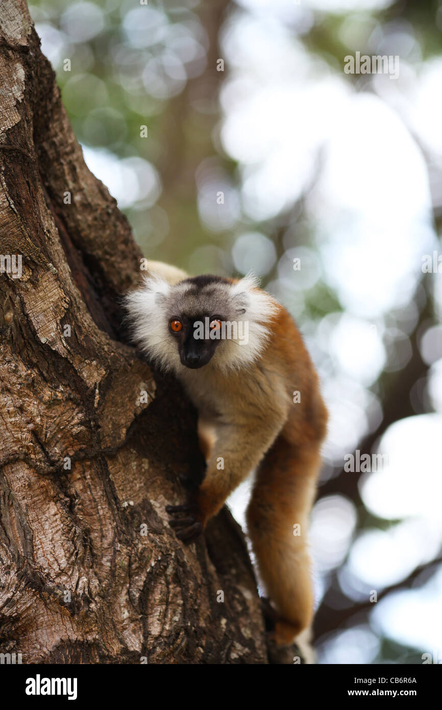 Un lémurien noir femelle (Eulemur macaco, Lemuridae) suspendu à un arbre scanne le couvert forestier tropical à Ankify, Madagascar. Banque D'Images