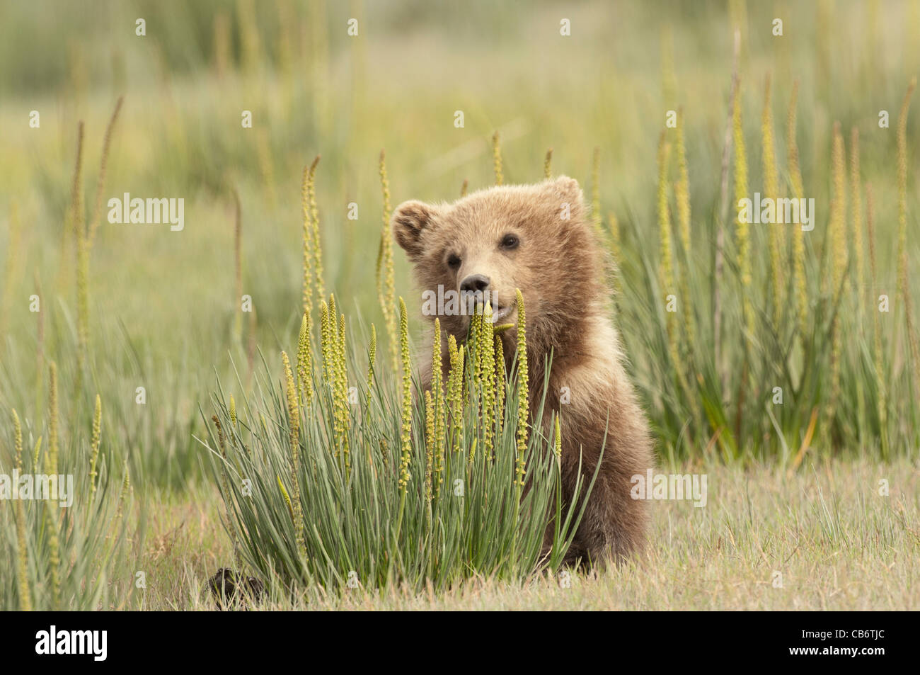 Stock photo d'un ours brun d'Alaska cub assis dans une prairie, carex =. Banque D'Images