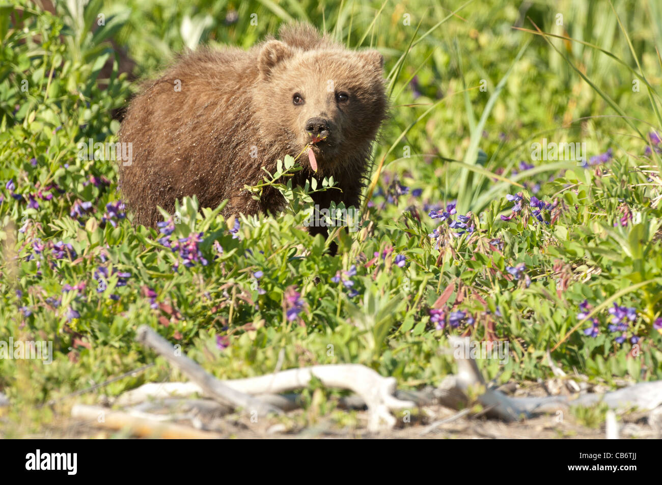 Stock photo d'un ours brun d'Alaska cub dans un pré. Banque D'Images