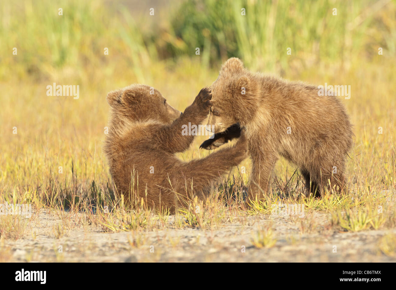 Stock photo de deux ours brun d'Alaska d'Oursons jouant Banque D'Images