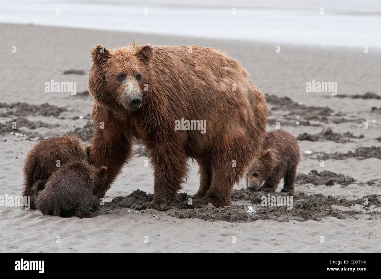 Stock photo d'un ours brun d'Alaska sow et récolte des myes d'oursons sur la plage. Banque D'Images