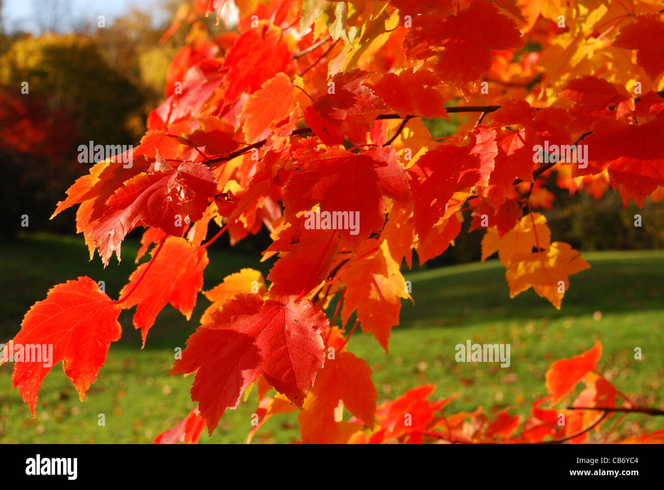 Érable de Norvège. Acer platanoides. Les couleurs de l'automne (automne). Close up de feuilles Banque D'Images
