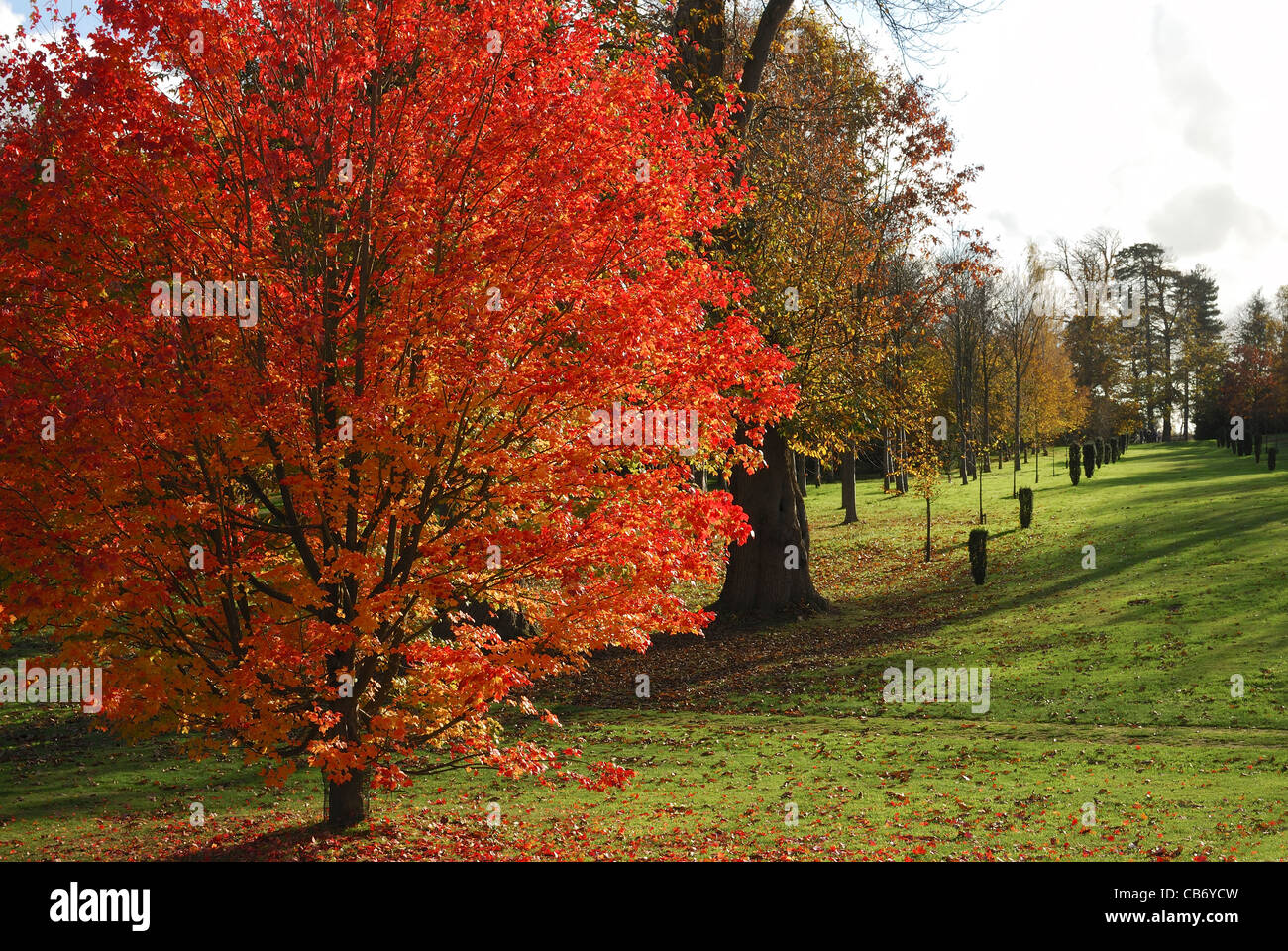 Érable de Norvège. Acer platanoides. Les couleurs de l'automne (automne). Dans la verdure Banque D'Images