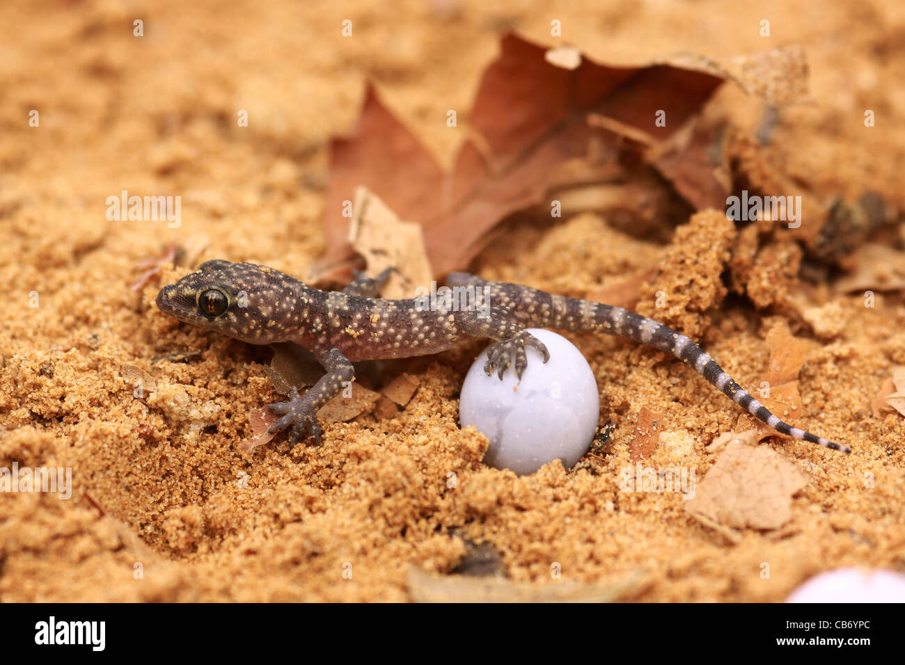 Gecko sort de son oeuf Banque D'Images