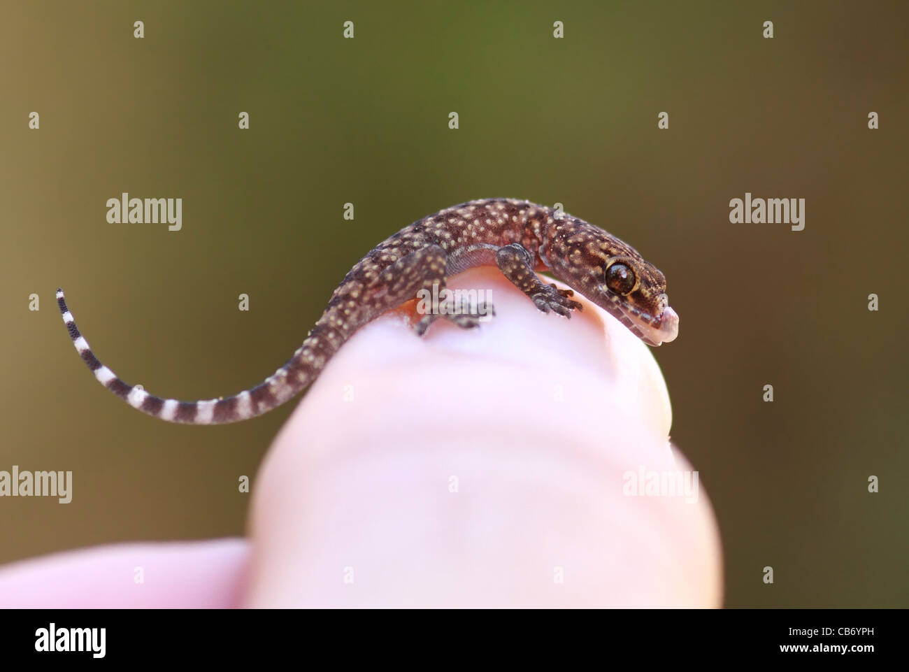 Gecko sort de son oeuf Banque D'Images