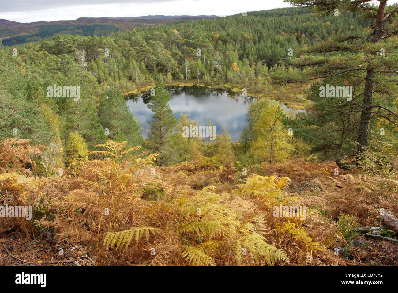 Glen Affric Banque D'Images