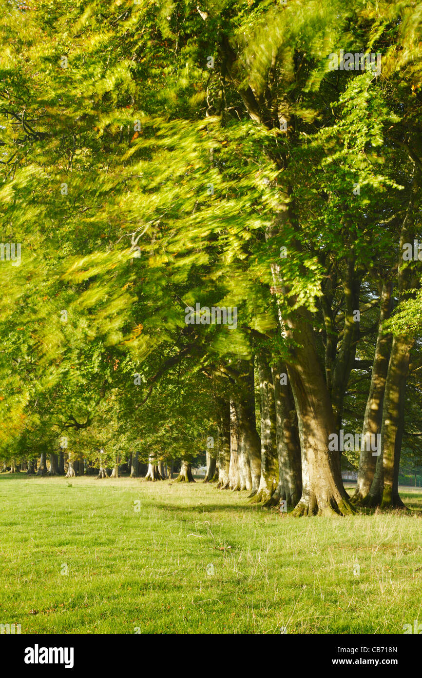 Rangée d'arbres. Le Cricket St Thomas. Le Somerset. L'Angleterre. UK. Banque D'Images
