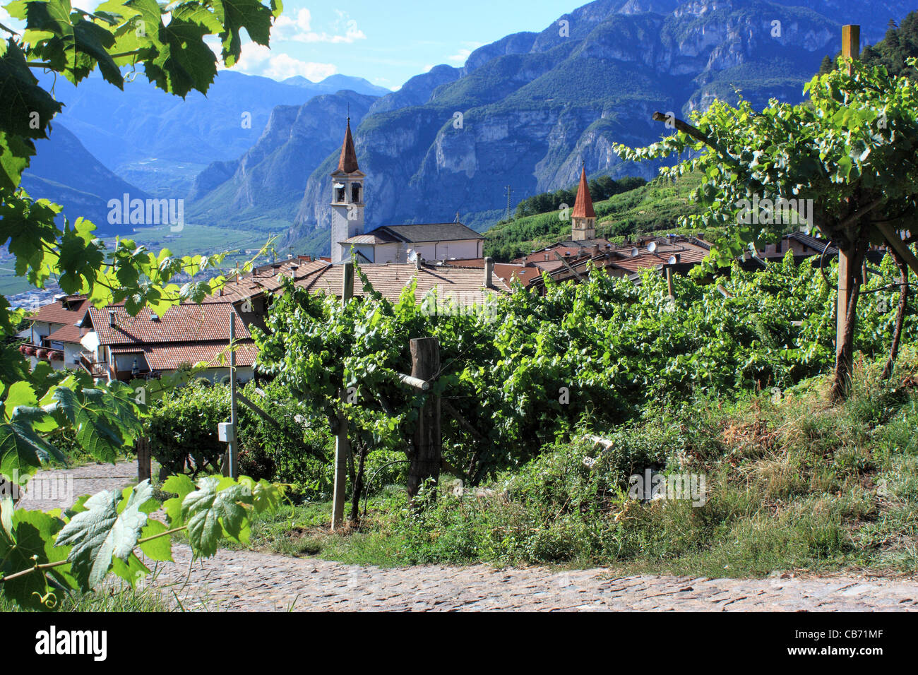 Vignoble dans le petit village de montagne Faedo, dans les Alpes italiennes. Banque D'Images