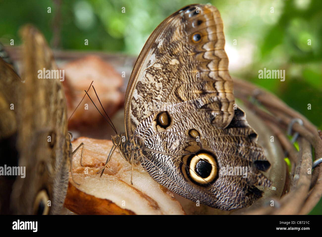 Papillon Banque D'Images