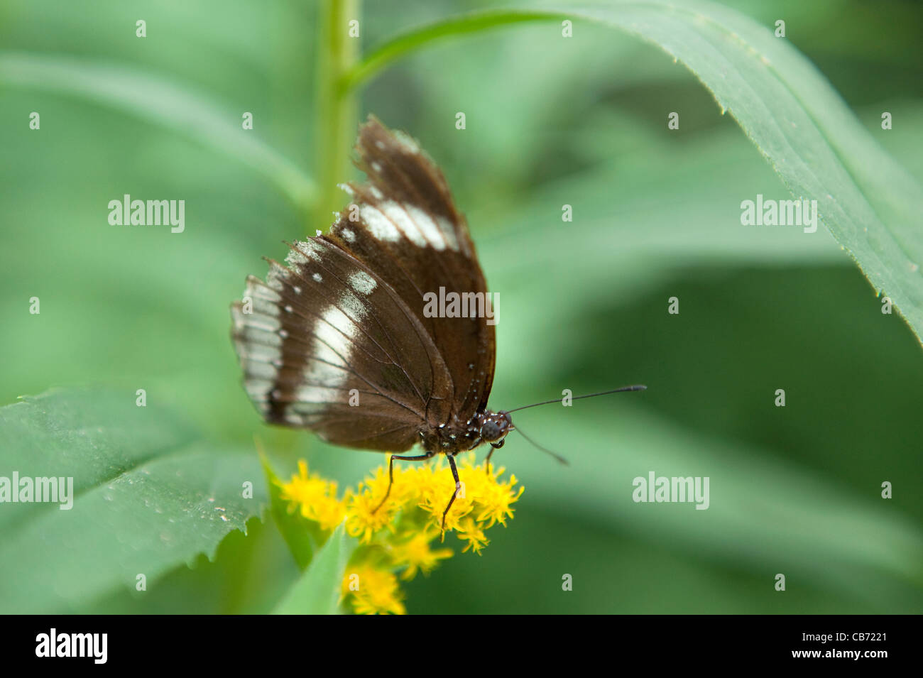 Papillon Banque D'Images