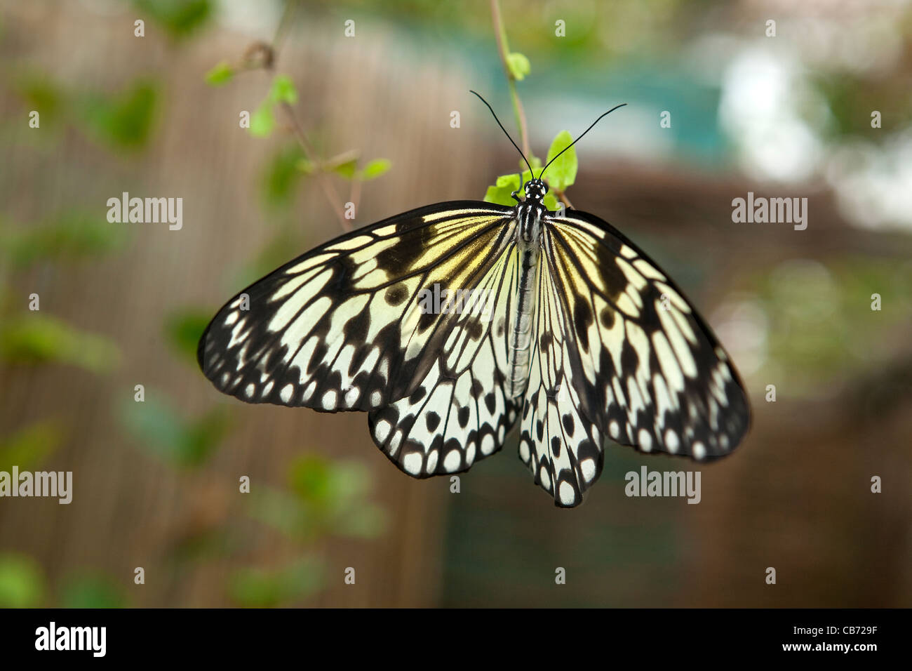 Papillon Banque D'Images