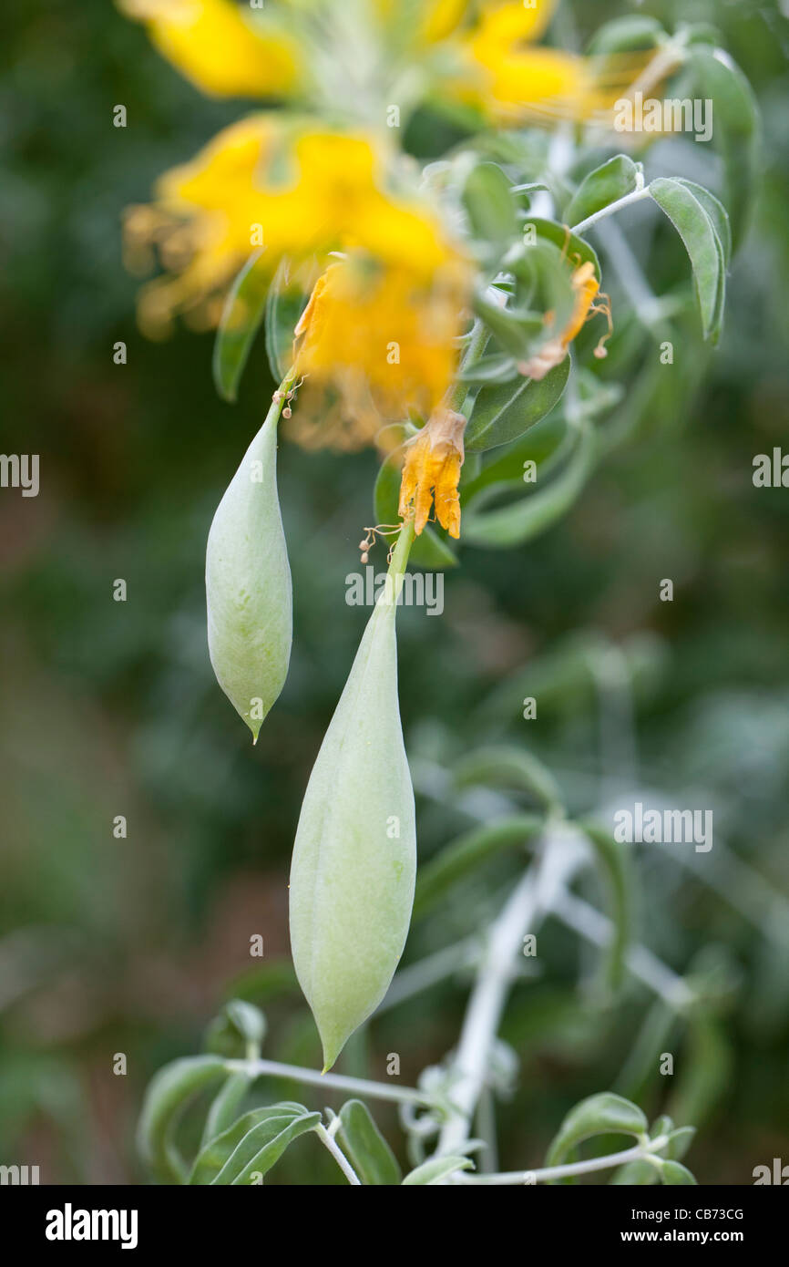 La Californie, brûlante cleome (Cleome arborea) Banque D'Images