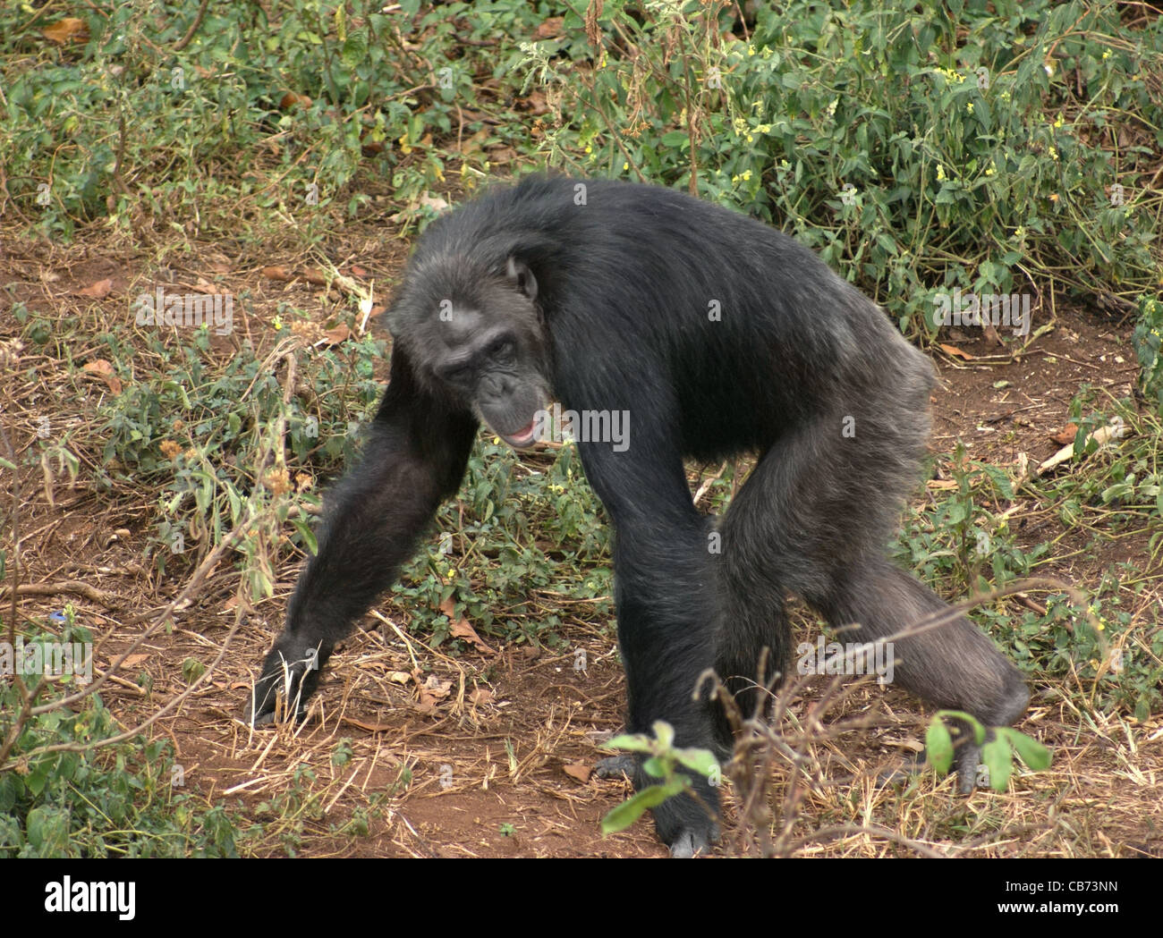 Tourné en extérieur de l'Ouganda (Afrique) montrant un chimpanzé marche sur le sol avec un peu de végétation Banque D'Images