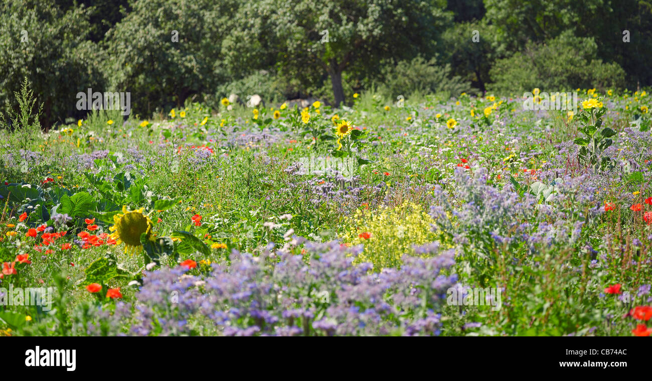 Prairie en fleurs près de la lisière de la forêt avec beaucoup de différentes herbes et fleurs dans une ambiance ensoleillée Banque D'Images