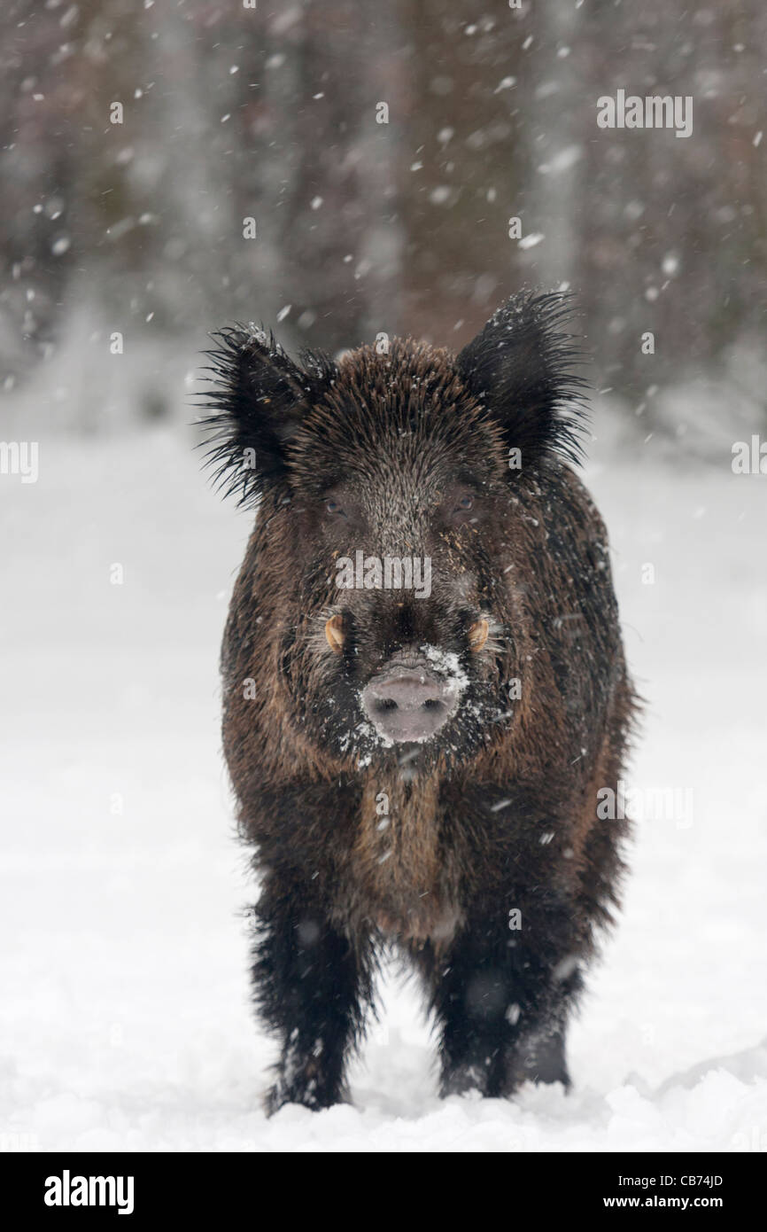 Le sanglier (Sus scrofa) Banque D'Images