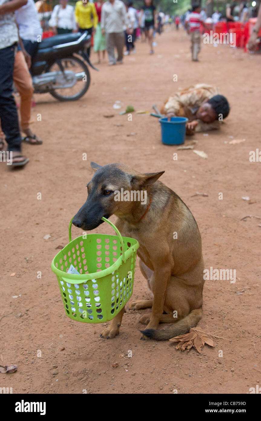 La mendicité des chien holding basket dans c'est la bouche, avec son maître mendiant couché derrière, nouvel an cambodgien (Chaul Chnam Thmey), Bakong Village, Siem Reap, Cambodge Banque D'Images