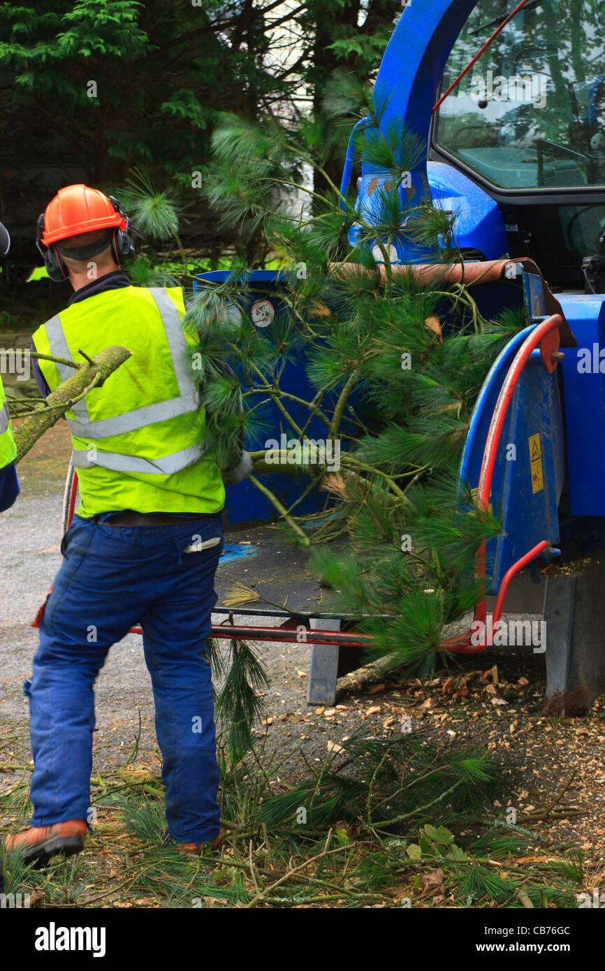 Tree Surgeon au travail dans un jardin Tenby, Pembrokeshire Wales Banque D'Images