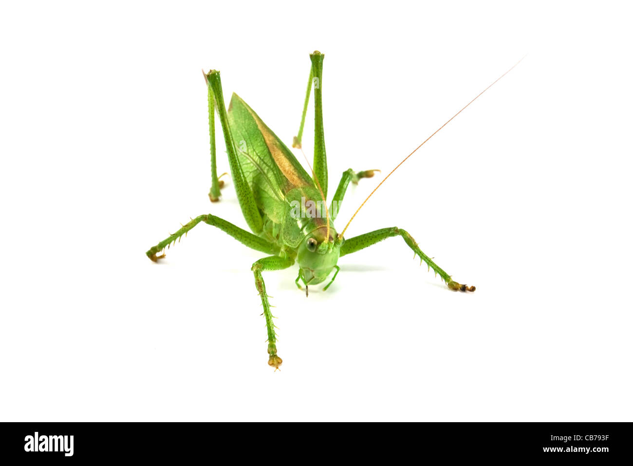 Locust isolé sur fond blanc Banque D'Images