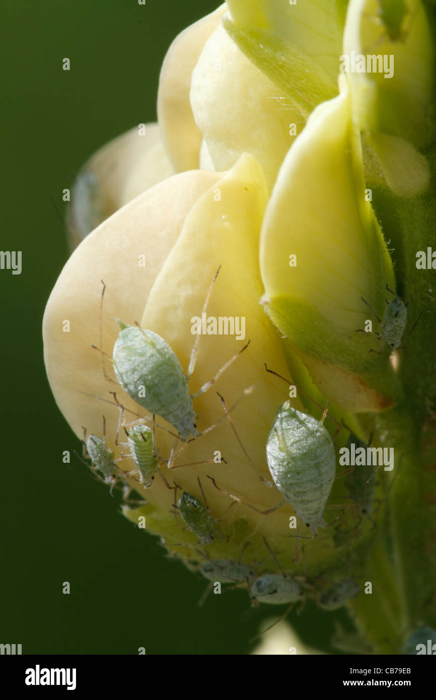 Le Puceron du lupin (Macrosiphum albifrons), adultes et jeunes, se nourrissant de fleurs de lupin dans jardin, Warwickshire, Angleterre, juillet Banque D'Images