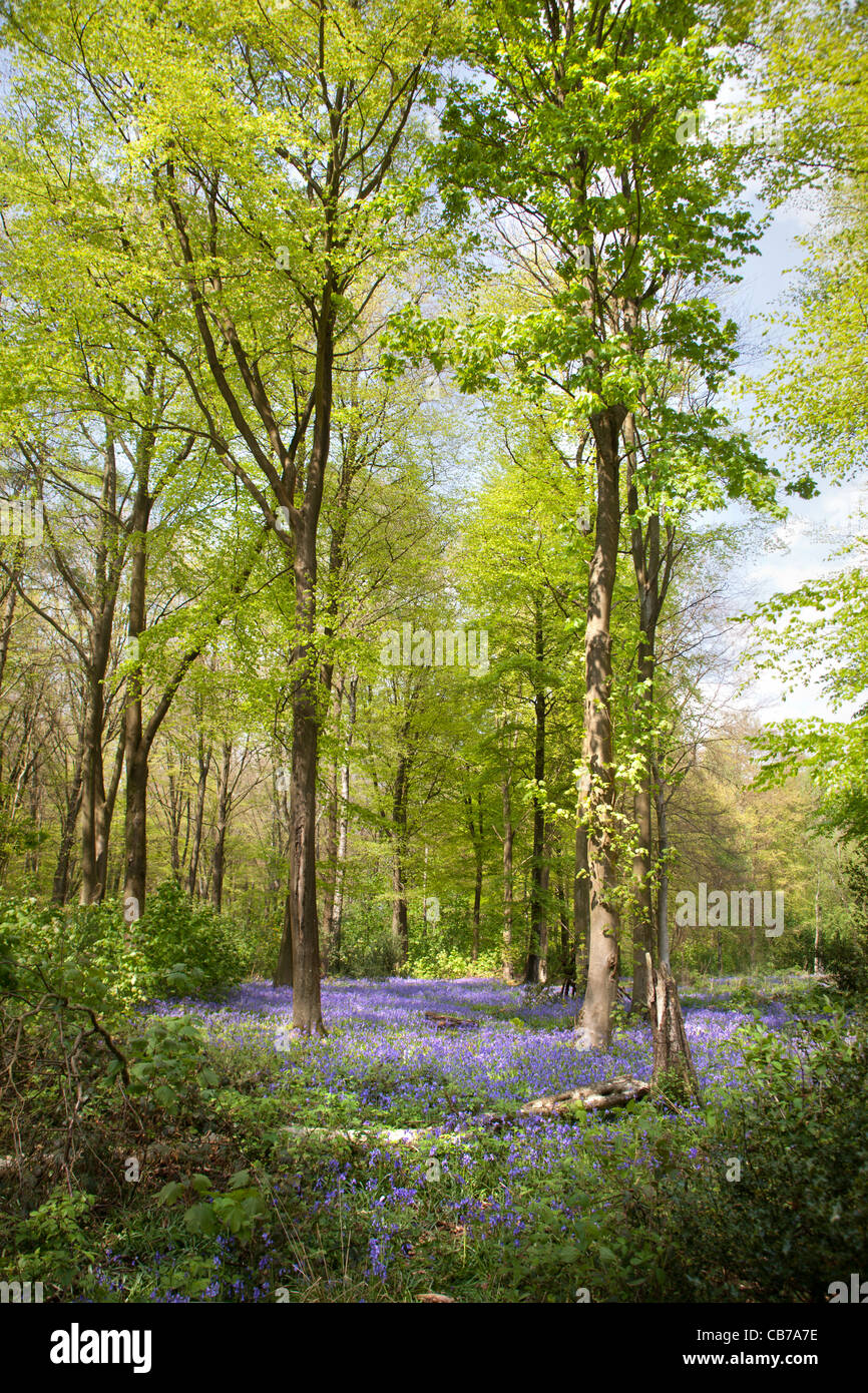 Les hêtraies au printemps, avec moquette, jacinthes, près de Micheldever, Hampshire, Angleterre Banque D'Images
