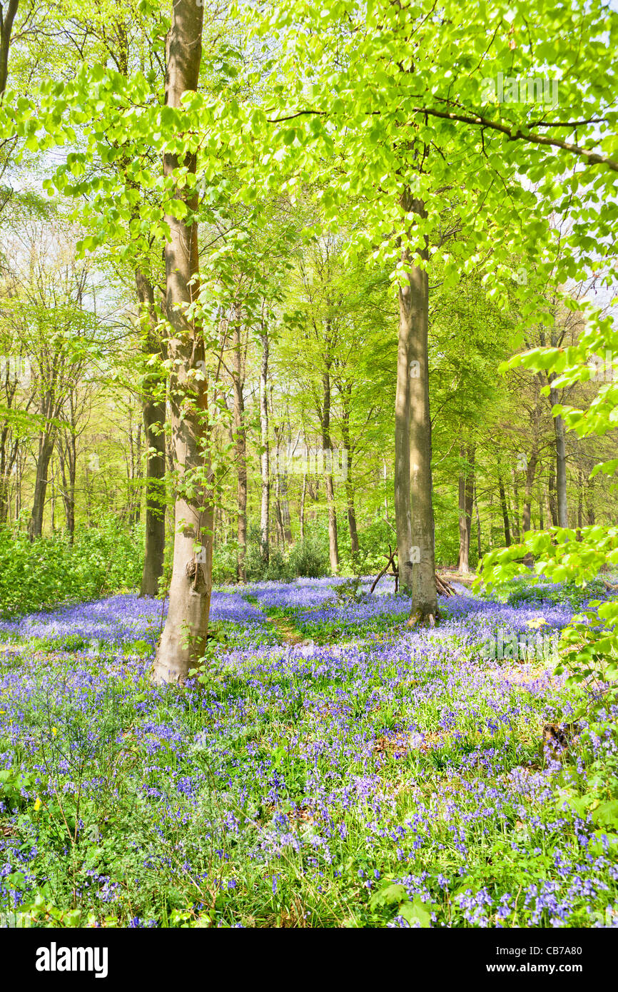 Les hêtraies au printemps, avec moquette, jacinthes, près de Micheldever, Hampshire, Angleterre Banque D'Images