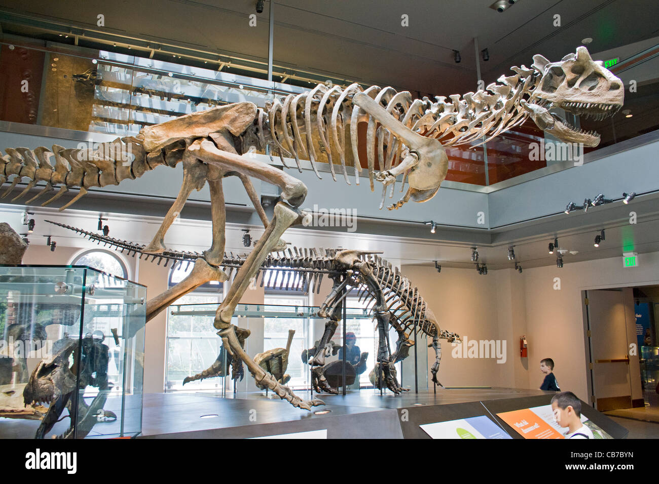 L'Argentinosaurus, Dinosaur Hall, le Musée d'Histoire Naturelle, Los