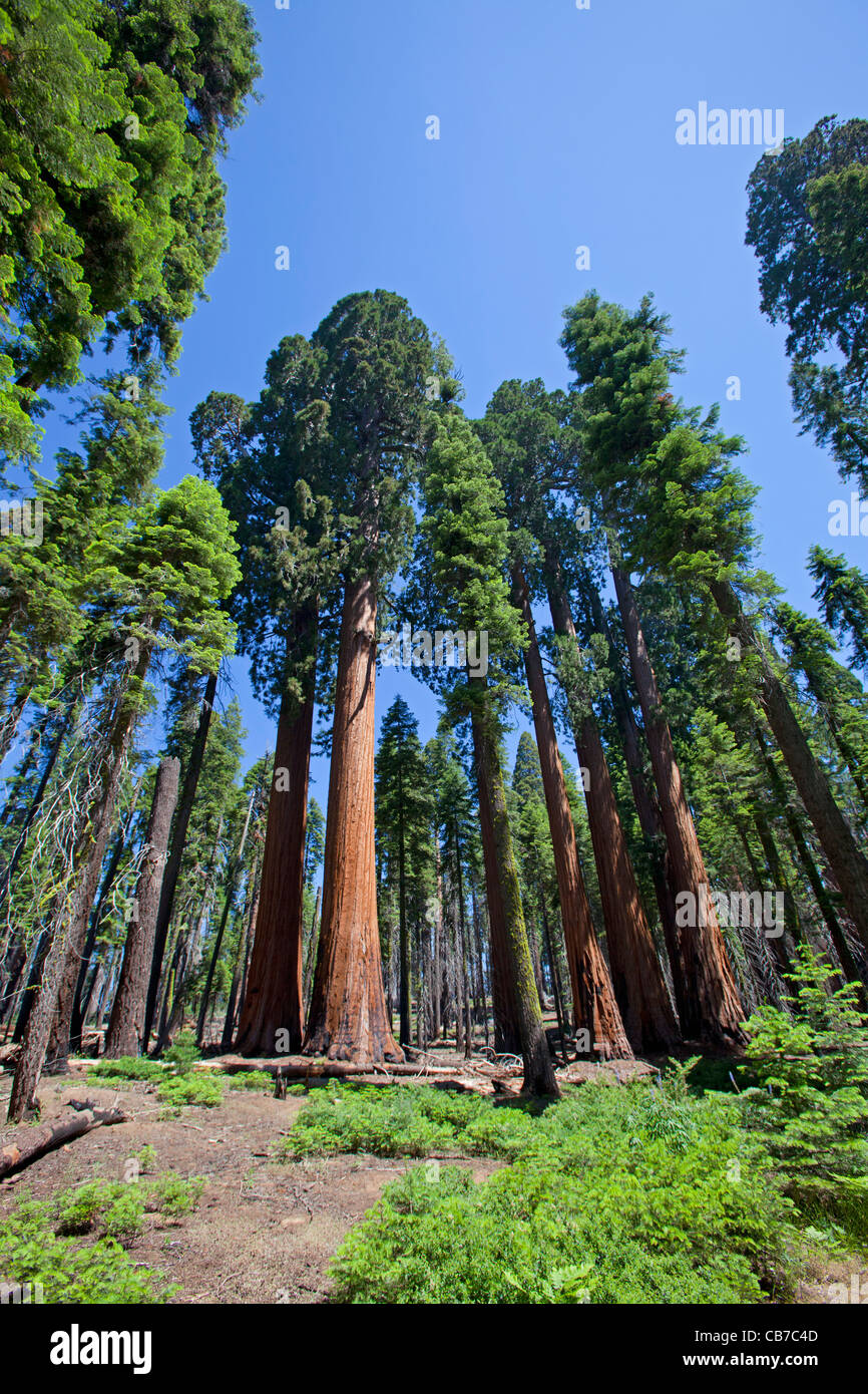 Sequoia National Park, Californie, USA Banque D'Images